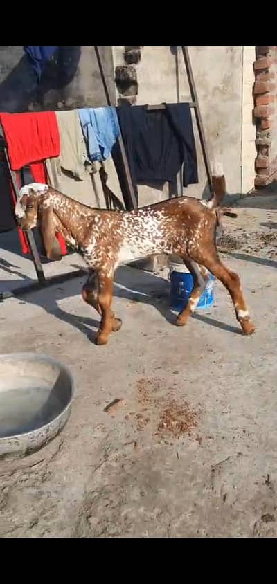 khobsurad dasi nagra china nar bacha 4 sale helthy and active