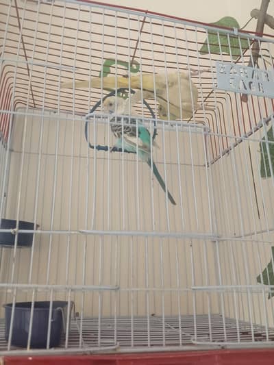 1 pair budgies without cage 1500 only