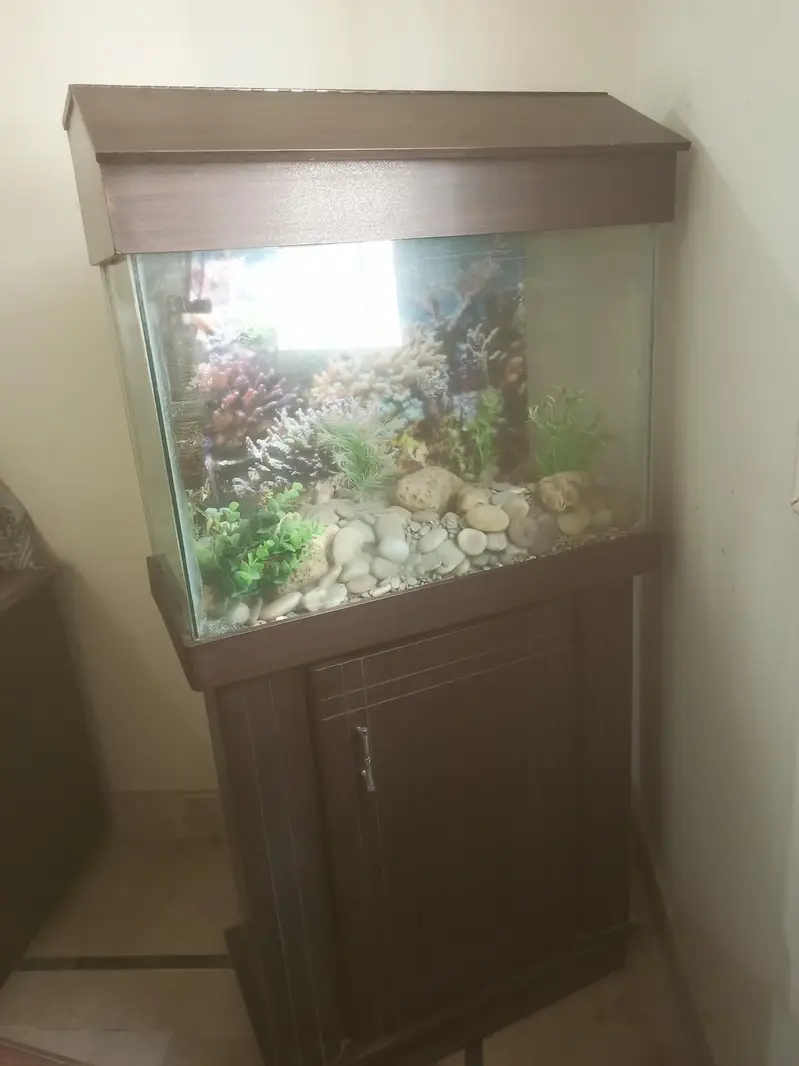 Fish equrium customer build with cabinet
