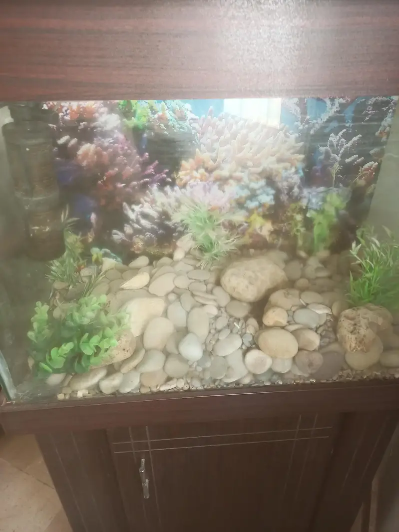 Fish equrium customer build with cabinet — photo 3