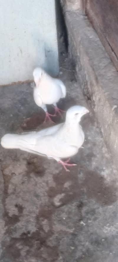 German beauty breeder pair. . .