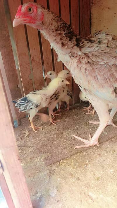 5 pic of Java breed