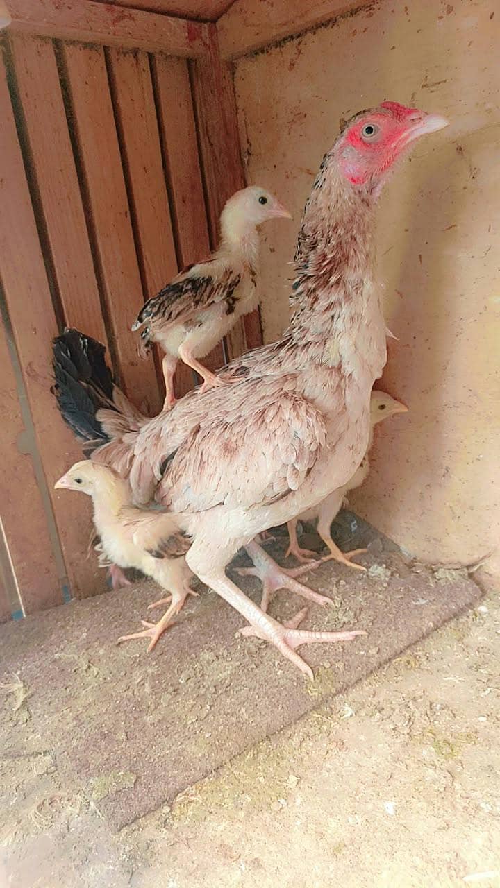 5 pic of Java breed 1
