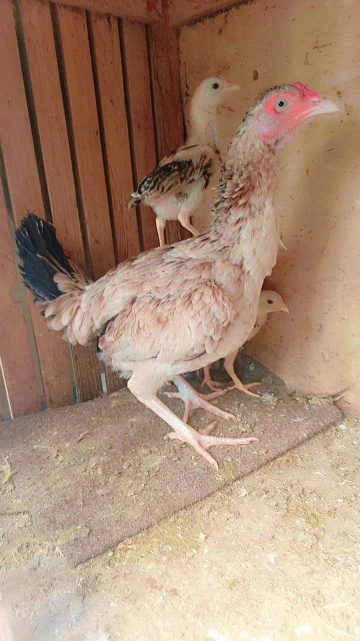 5 pic of Java breed 2
