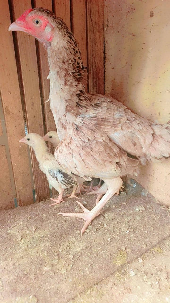5 pic of Java breed 4