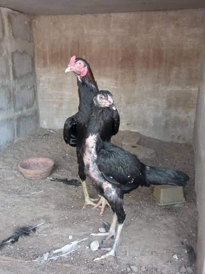 selling lakha mushka pair