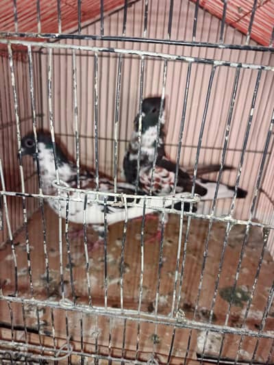 pigeon karblai peshori for sale