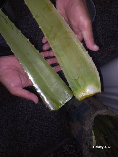 aloe vera