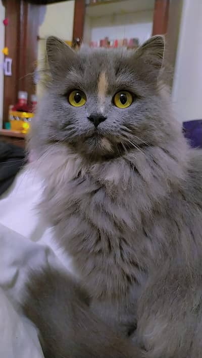 Cat for sale