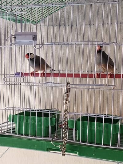 JAVA FINCHES