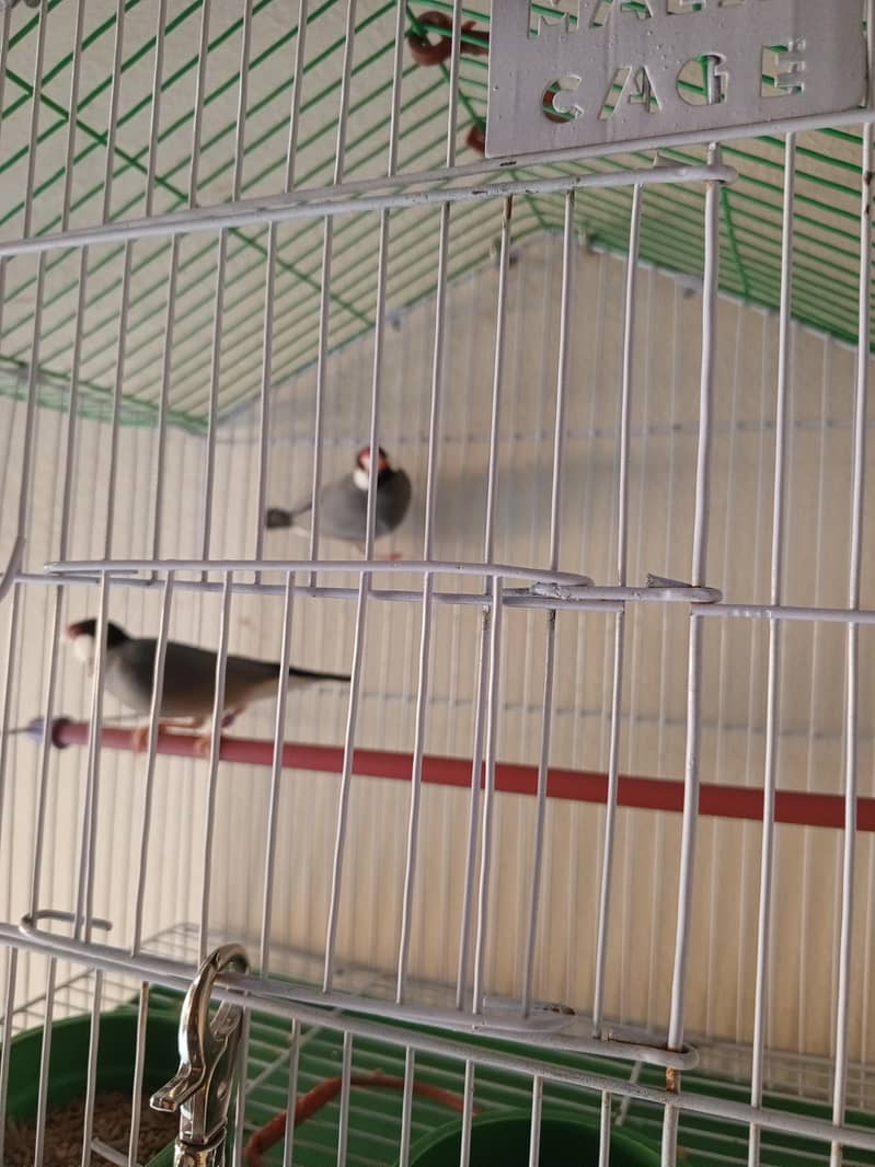 JAVA FINCHES 1