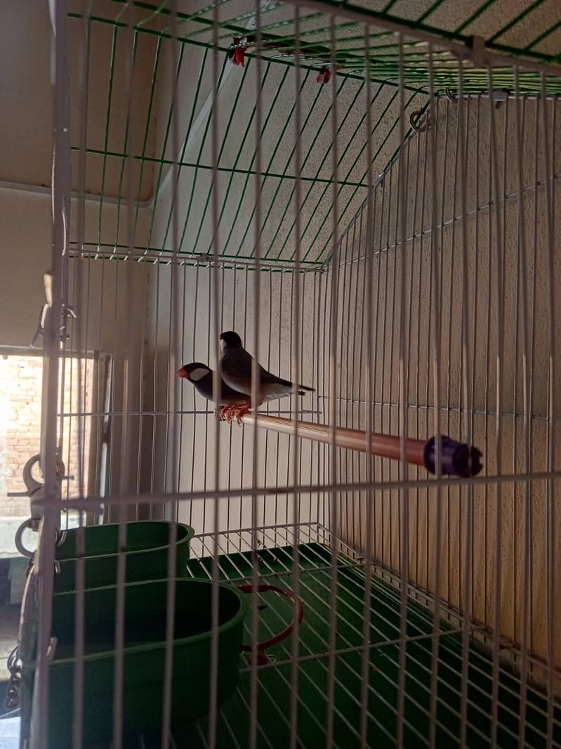 JAVA FINCHES 2
