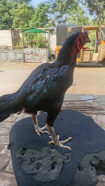 Barmi aseel hens