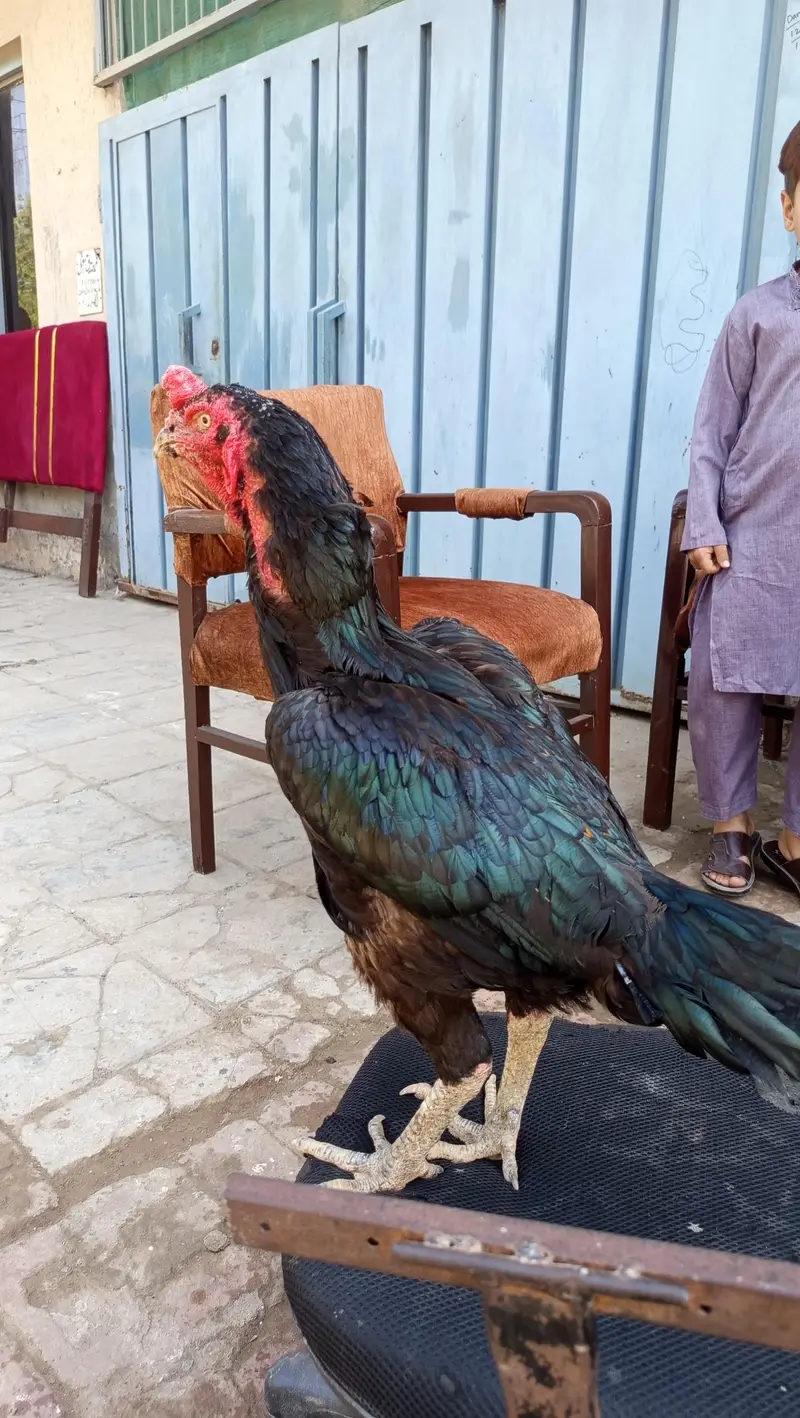 Barmi aseel hens — photo 2