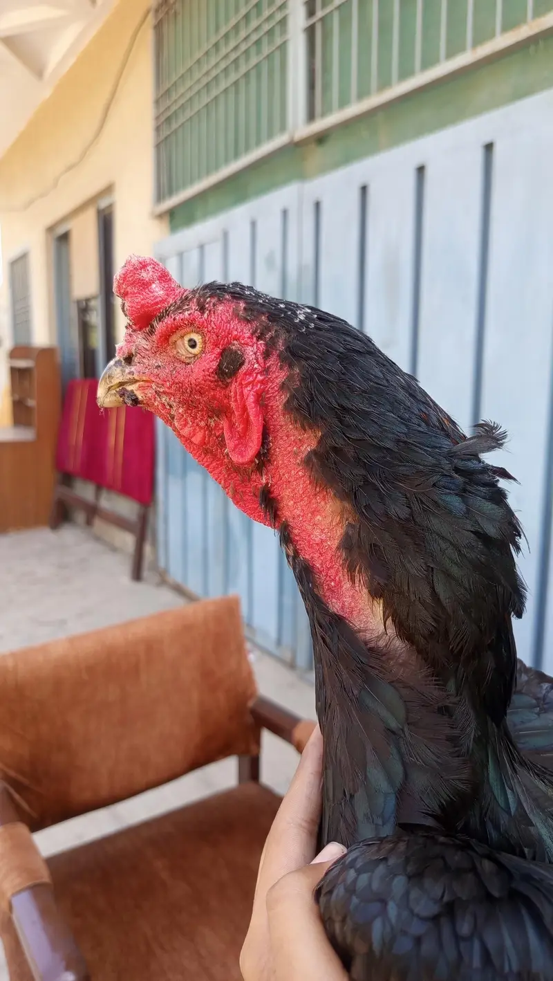 Barmi aseel hens — photo 3