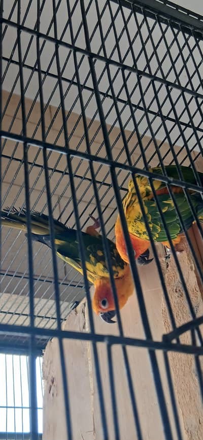 Sun conure for sale  pair 18 month