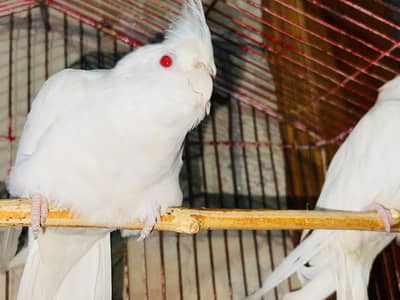 breedar pair ha eggs be dia hwy ha
