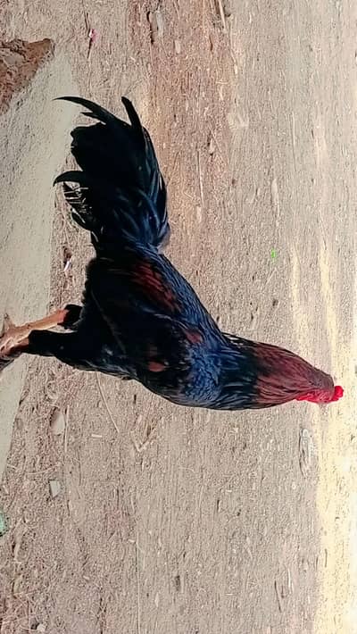 sindh hen
