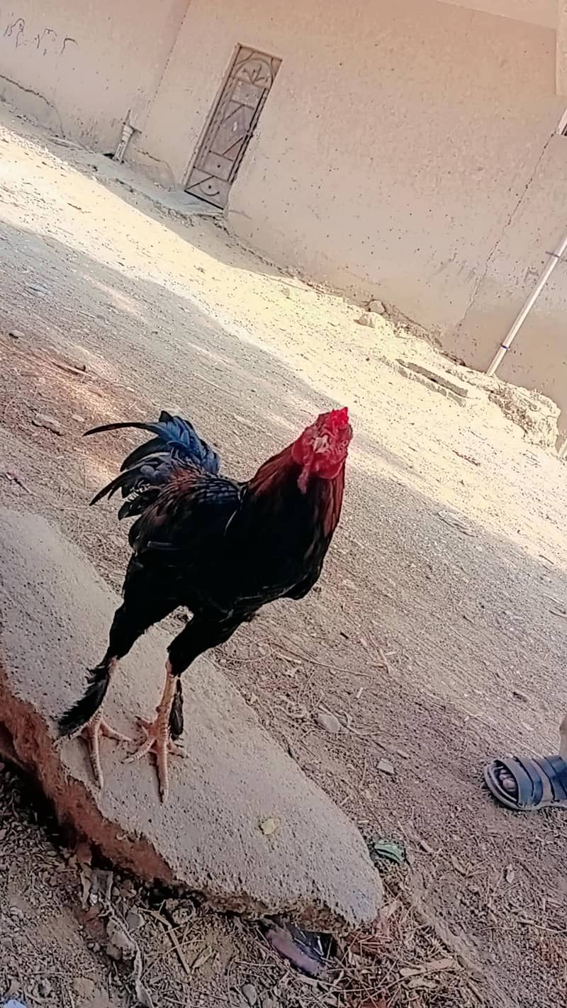sindh hen 2