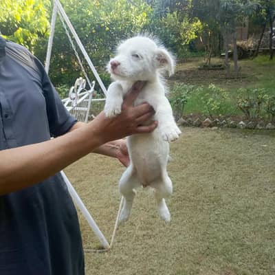 poodle female pup
