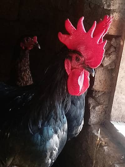 male chicken