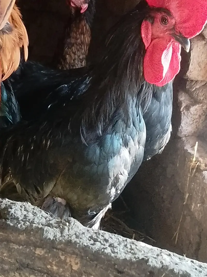 male chicken — photo 2