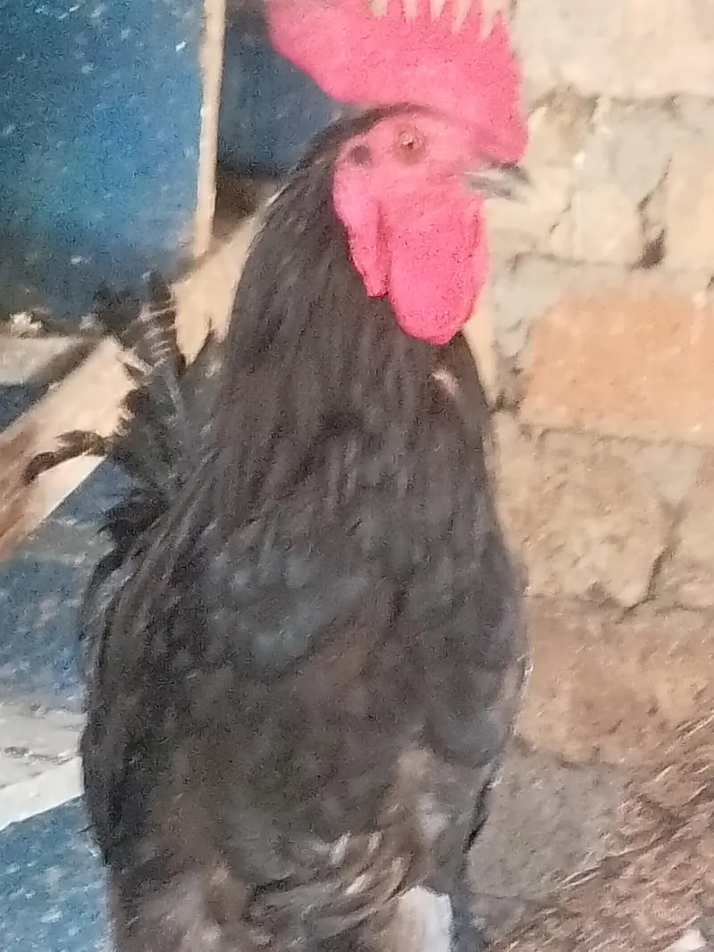 male chicken — photo 3