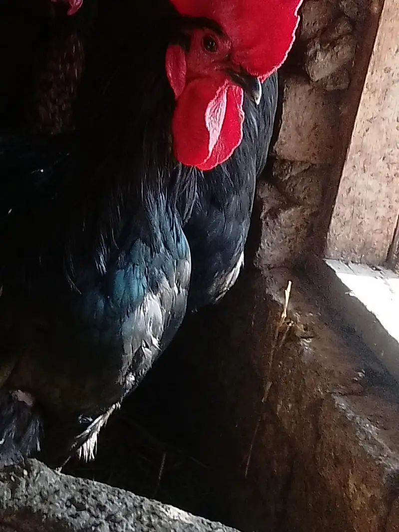 male chicken — photo 4
