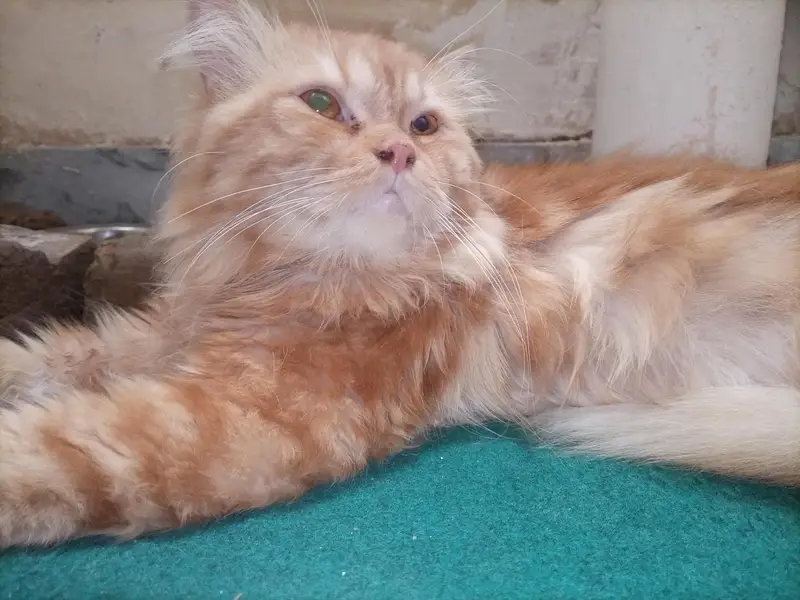 persian cat  for sale — photo 2