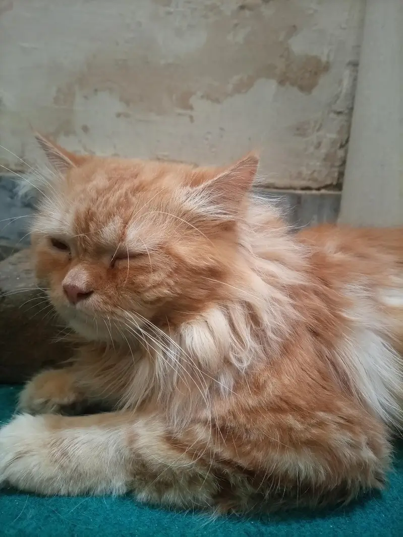 persian cat  for sale — photo 4