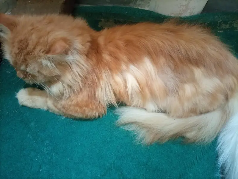 persian cat  for sale — photo 5