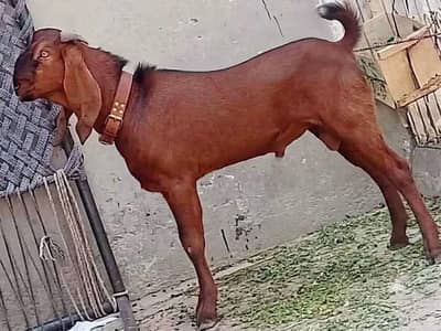 Nagra Bakra for sale