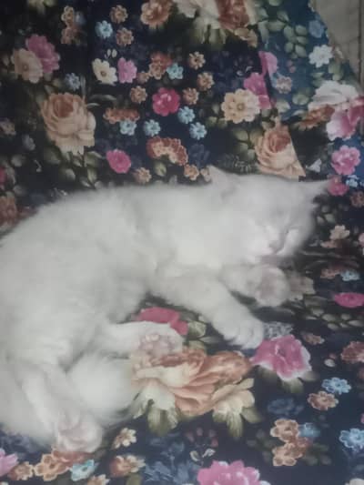 Persain cat