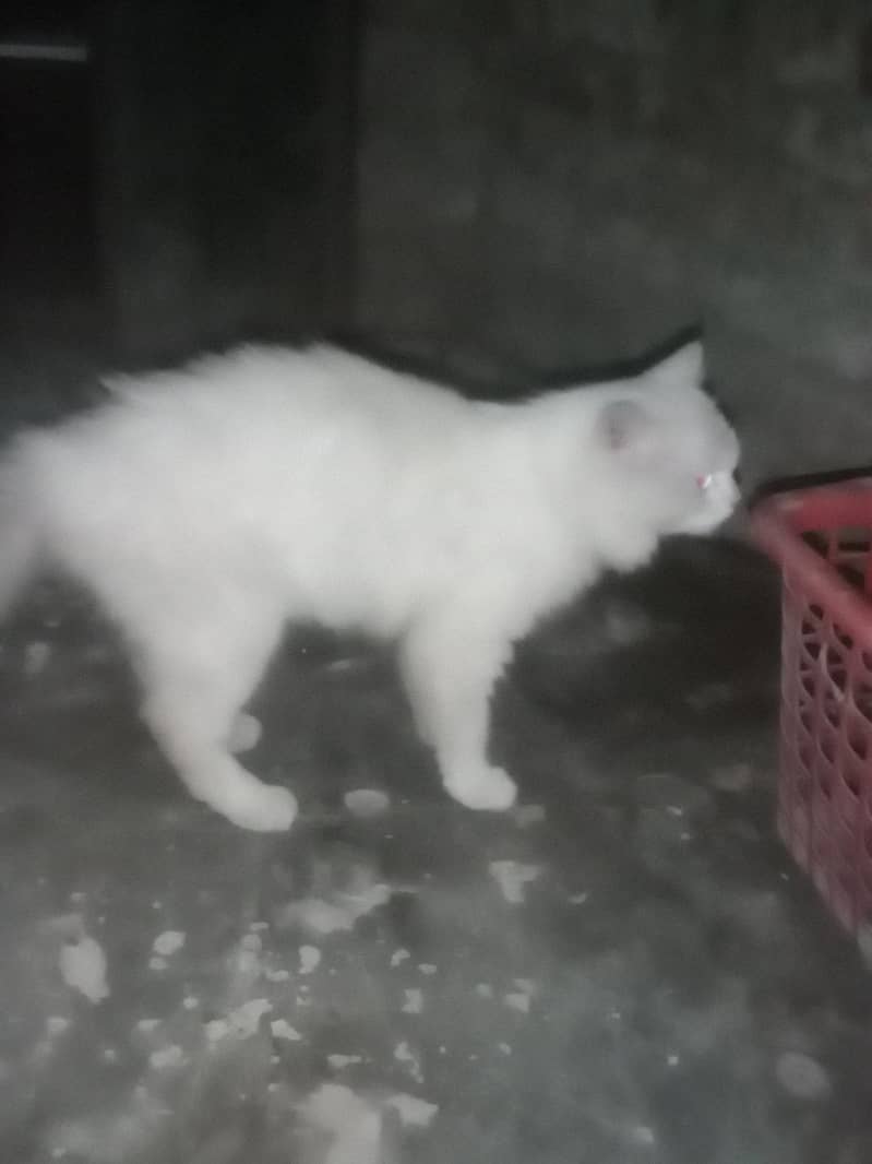 Persain cat 1