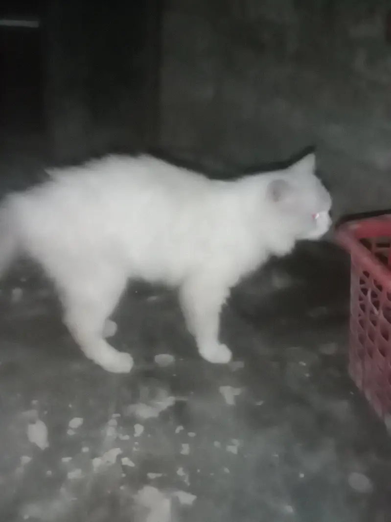 Persain cat — photo 2
