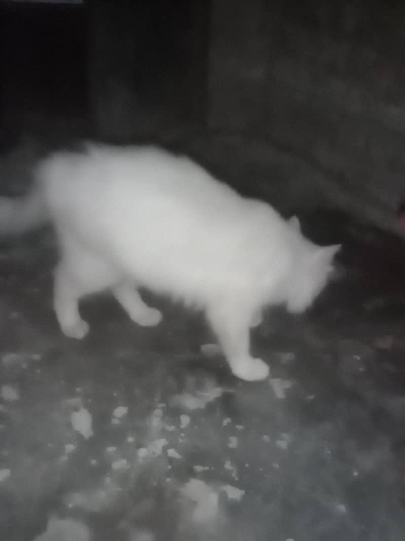 Persain cat 2