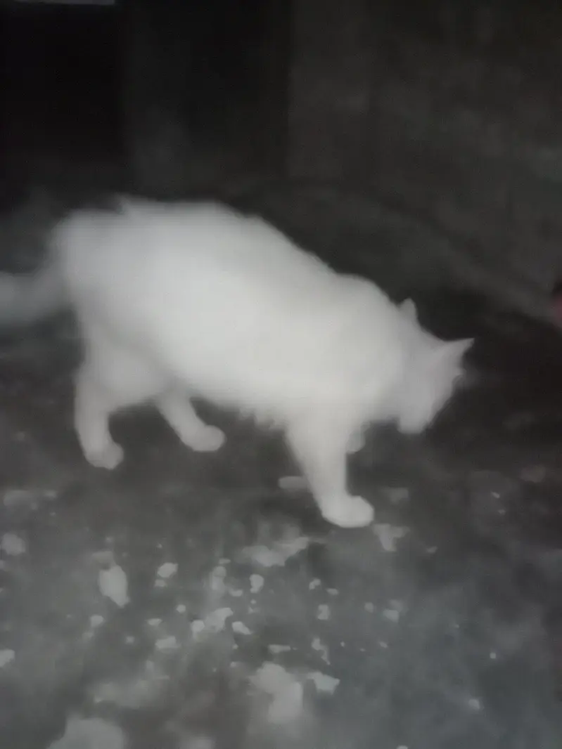 Persain cat — photo 3