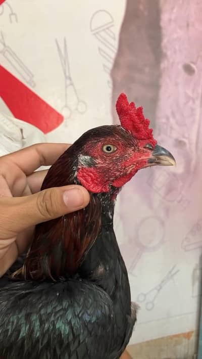 High quality mianwali killi taja patha wattsapp 03344450163