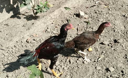 Beautiful Aseel Pair For Sale