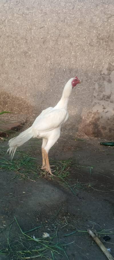 white  aseel dimand for sale