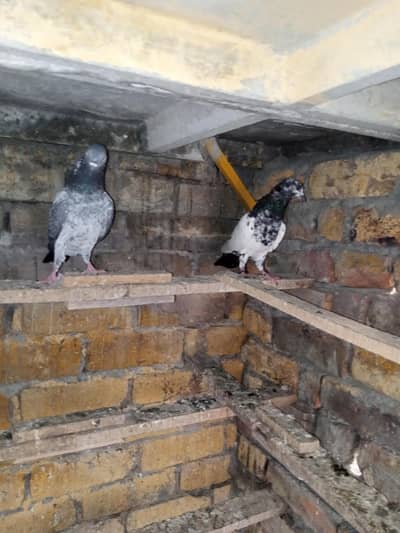 high fhlair pigeon