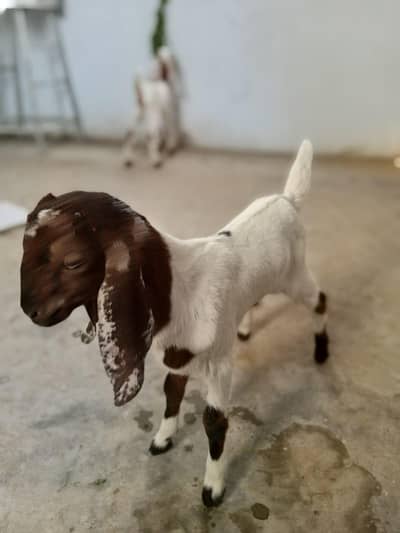 kamoori Bakra