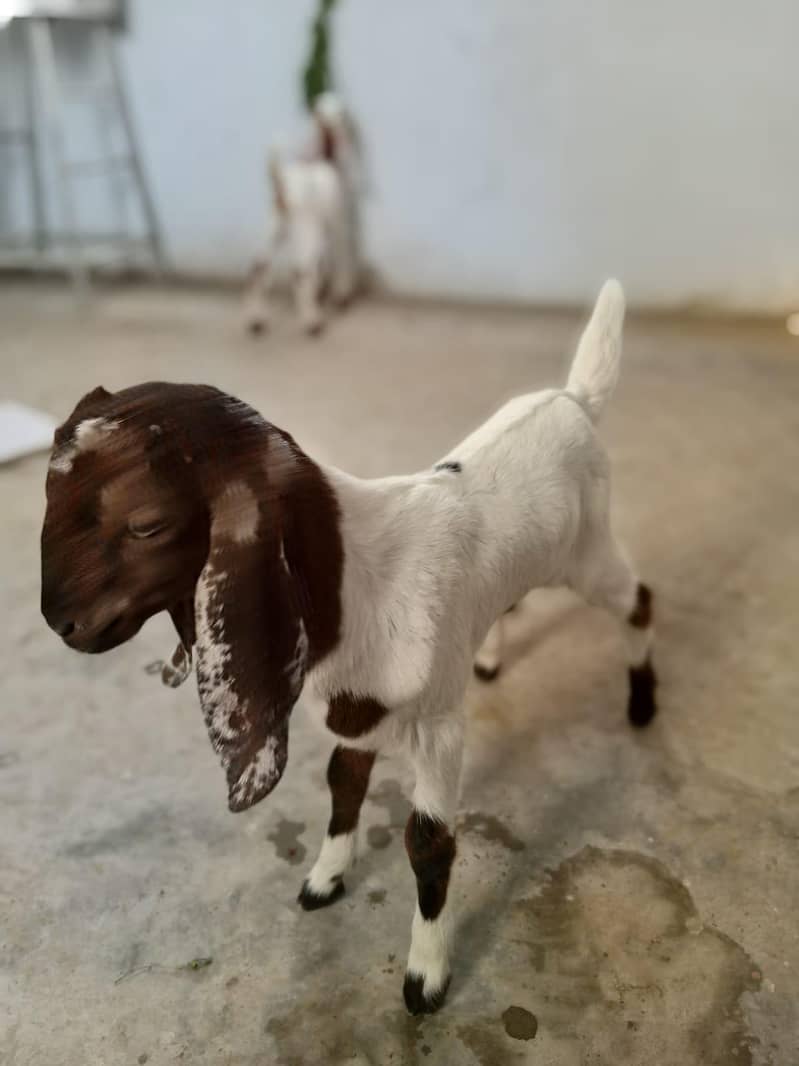 kamoori Bakra 0