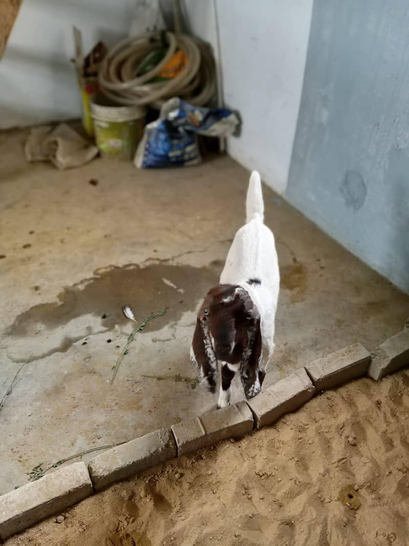 kamoori Bakra 1