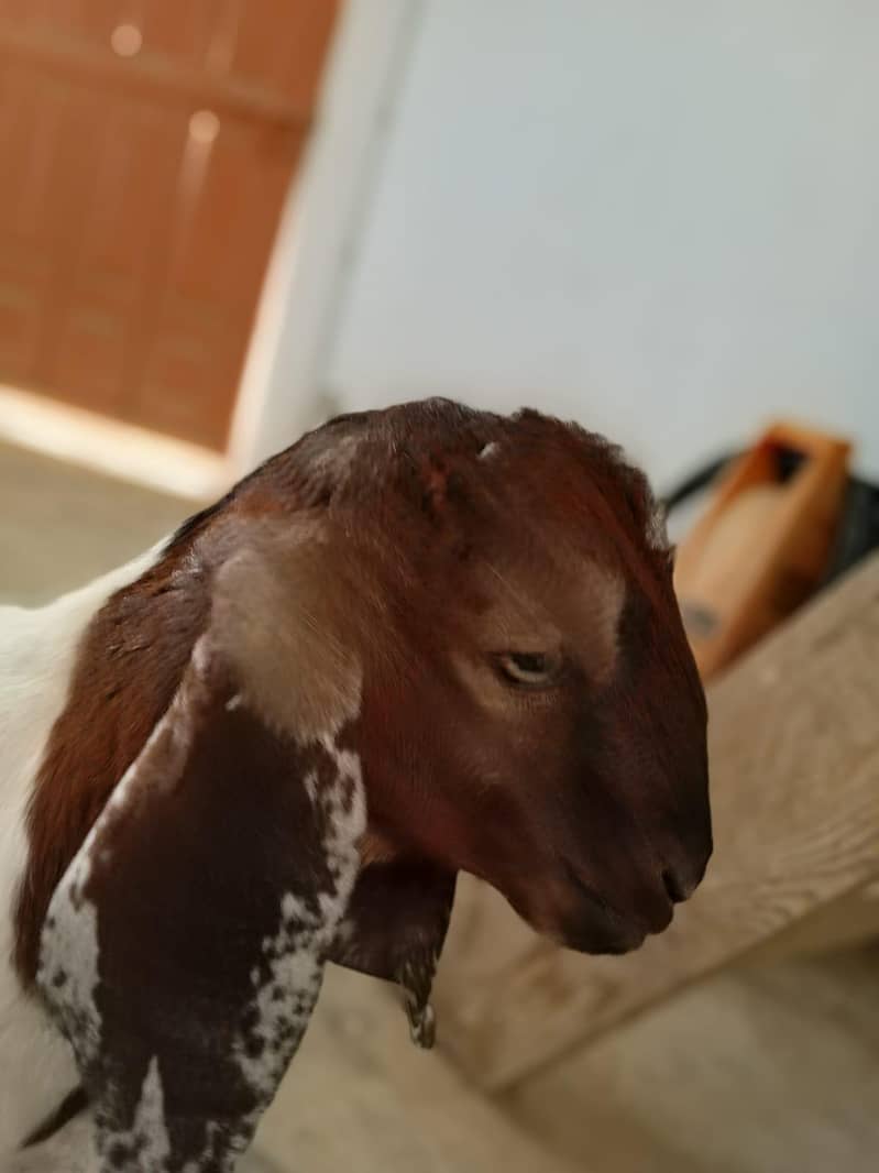 kamoori Bakra 2