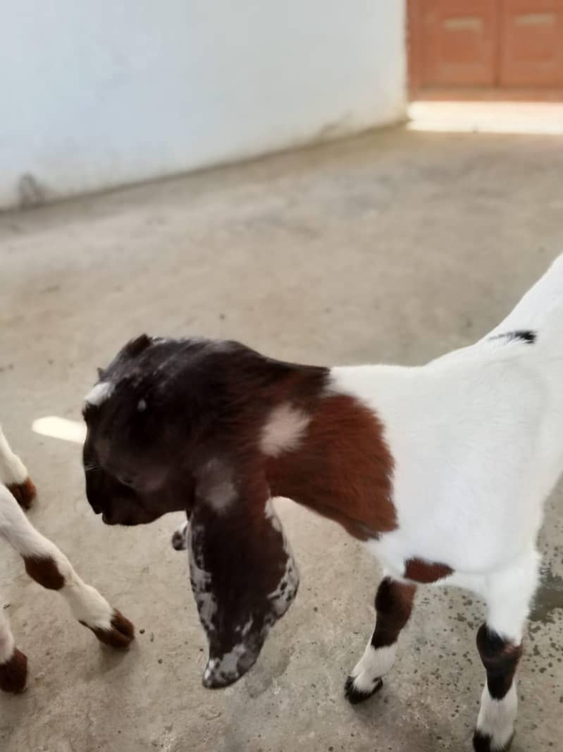 kamoori Bakra 3