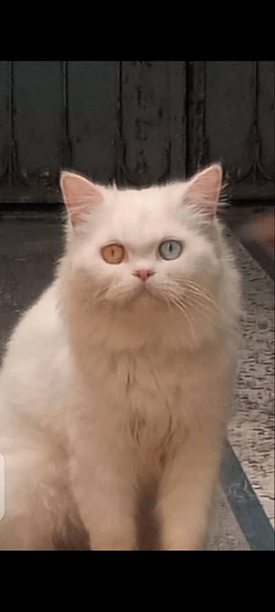 odd eye Persian cat for sale