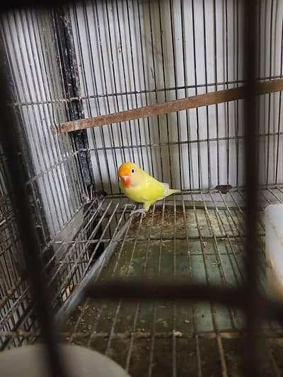 love bird setup  and cages available for sale