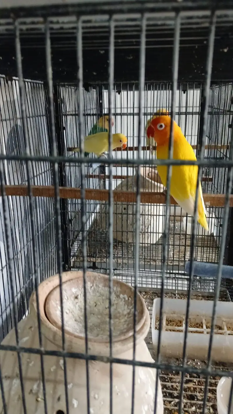 love bird setup  and cages available for sale — photo 2