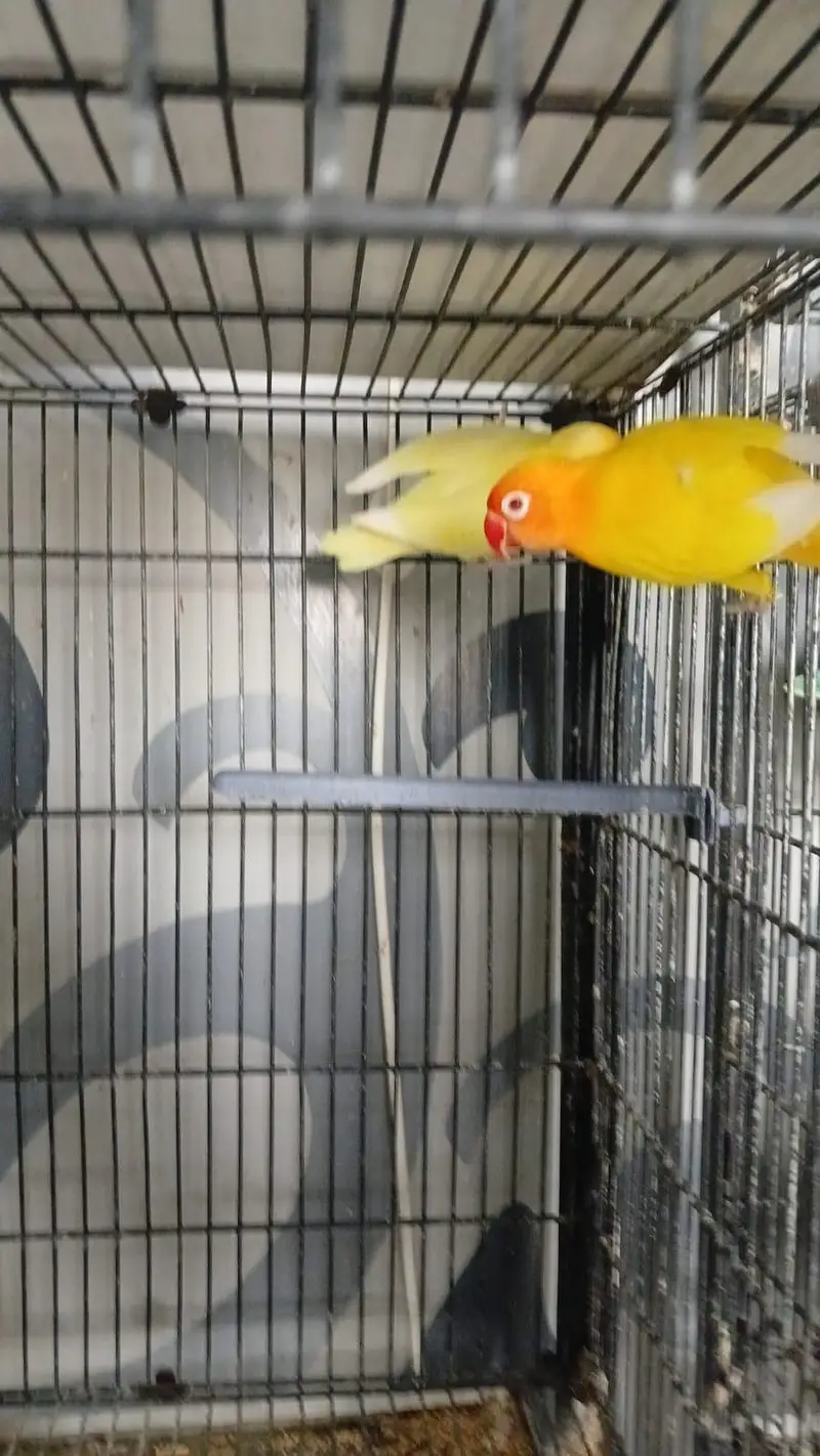 love bird setup  and cages available for sale — photo 3